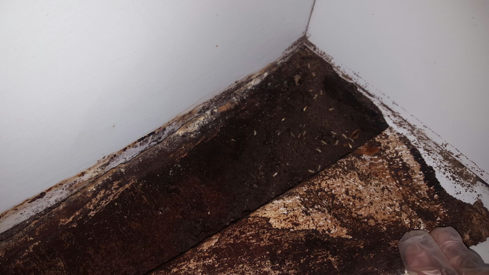Subterranean Termite Services 