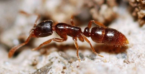Ant Control Singapore, Dust Mite Control Services, Ant Control in Singapore