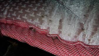 , Bed bug Control Sg