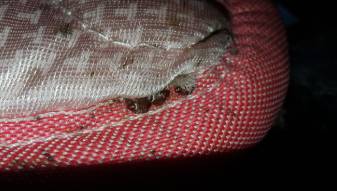 , Bed bug Control Sg