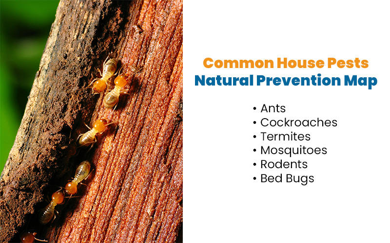 Close-up of termites on damaged wood beside list of common house pests on white background.