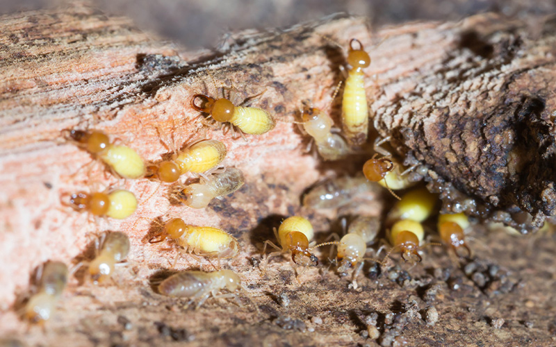 Close-up of termites on wood.