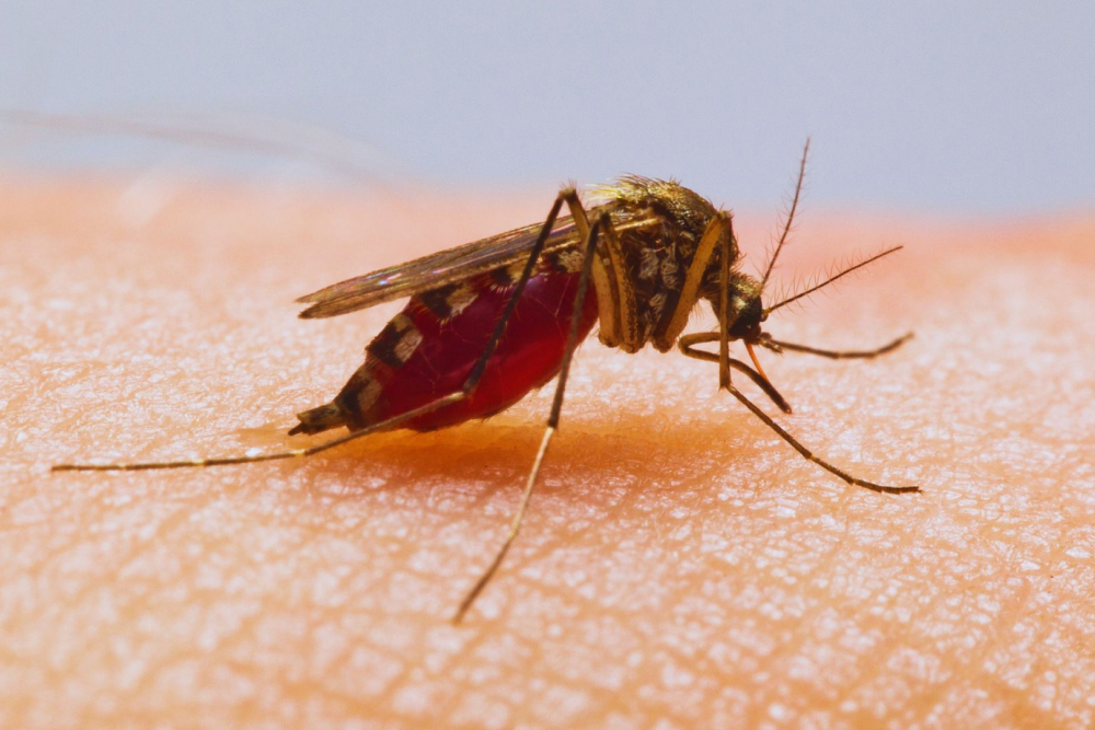 protect home dengue mosquitos breeding
