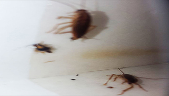 Cockroach Singapore