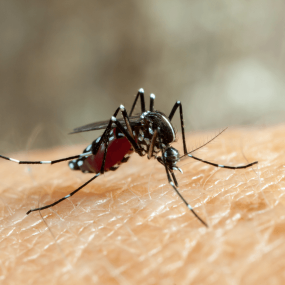 aedes mosquitoes control