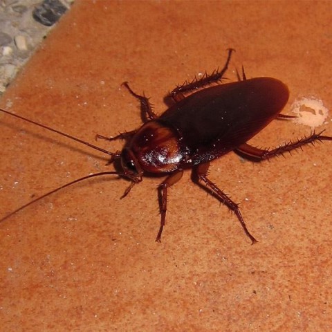 cockroaches