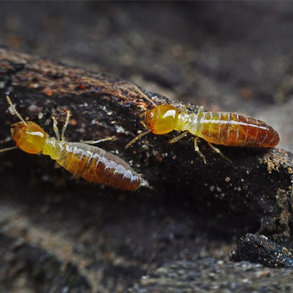 termite