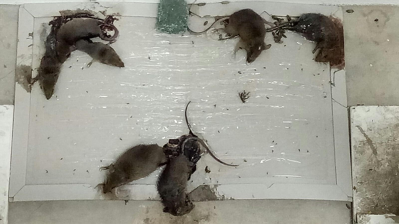 Rodent Control Singapore