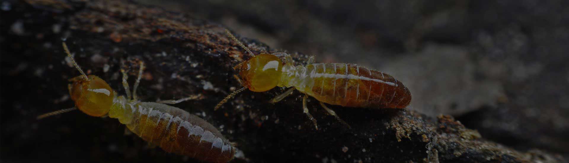 Pest control services Singapore