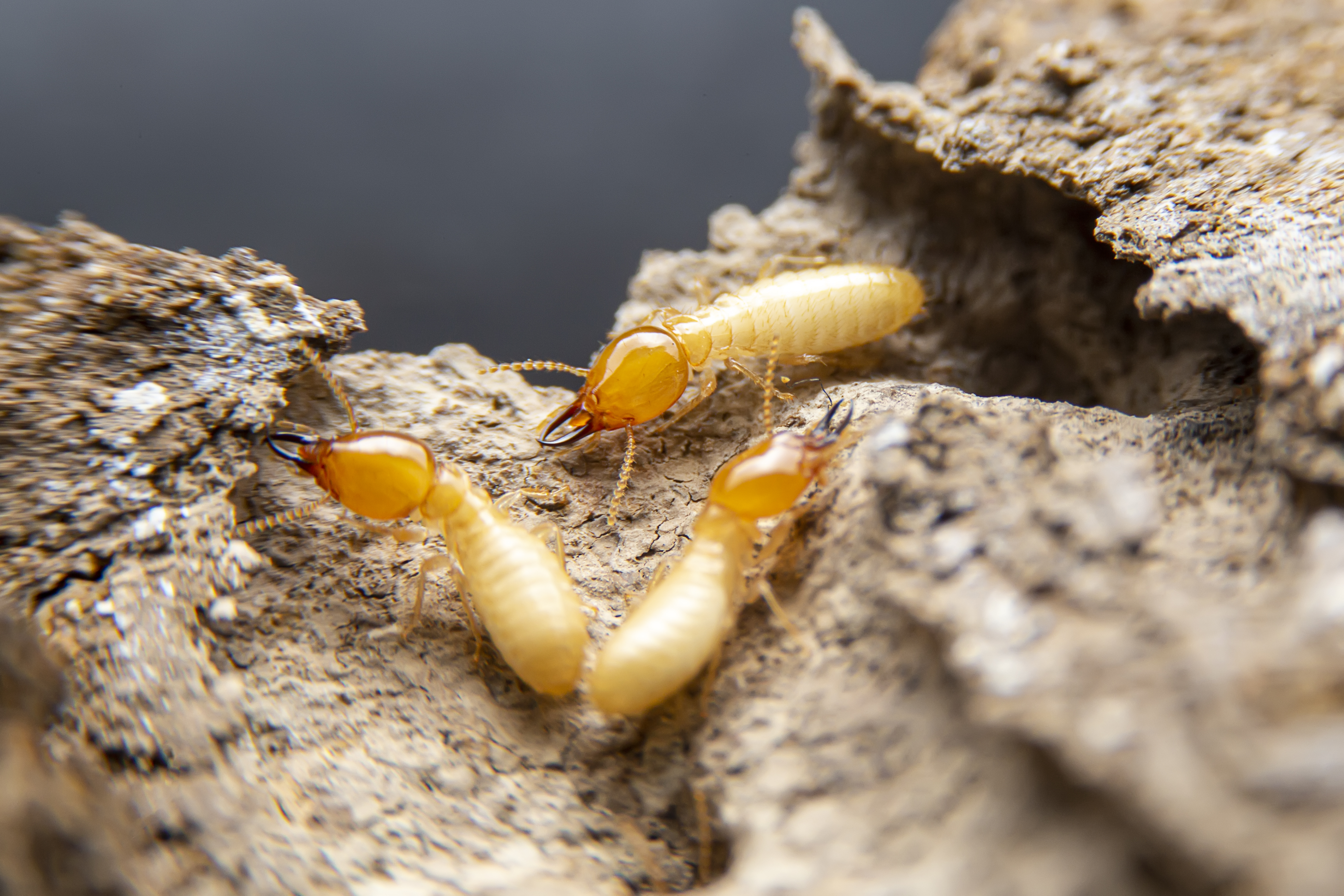 Drywood Termites