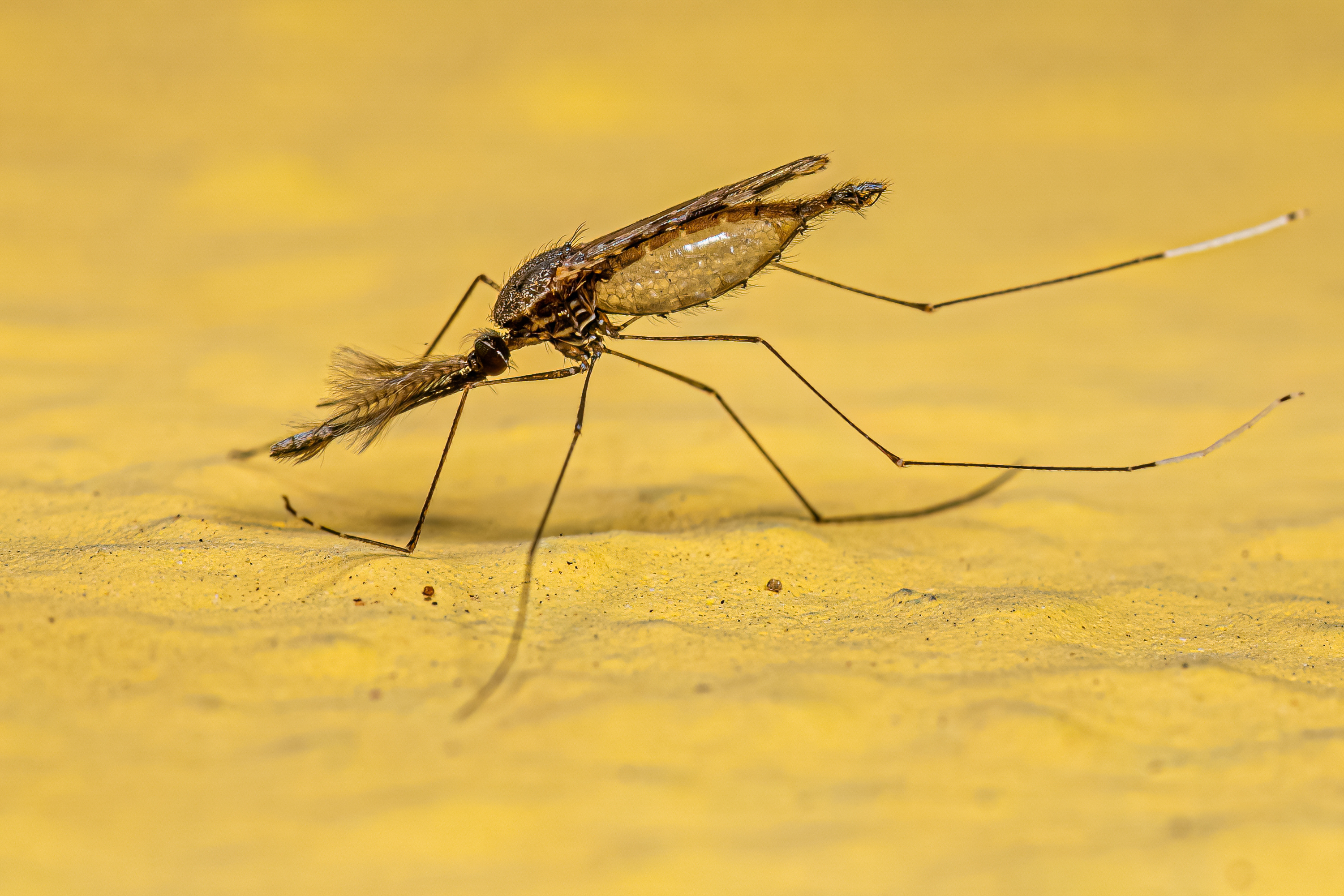 anopheles-mosquitoes.jpg